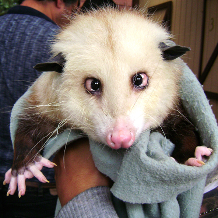 http://www.garfild.hu/wp-content/uploads/2010/02/opossum.jpg