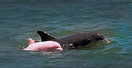 A rózsaszín delfin