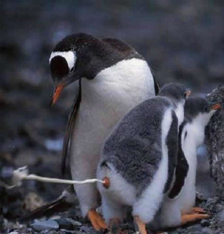 Pingvin-szellő