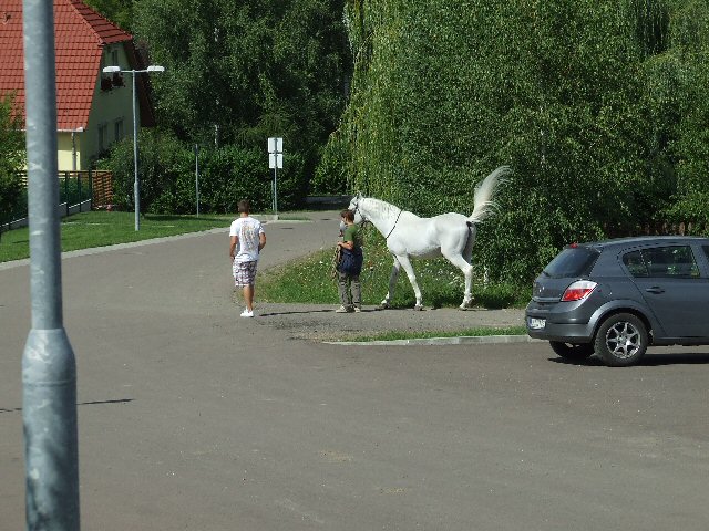 Szeleskedik a ló